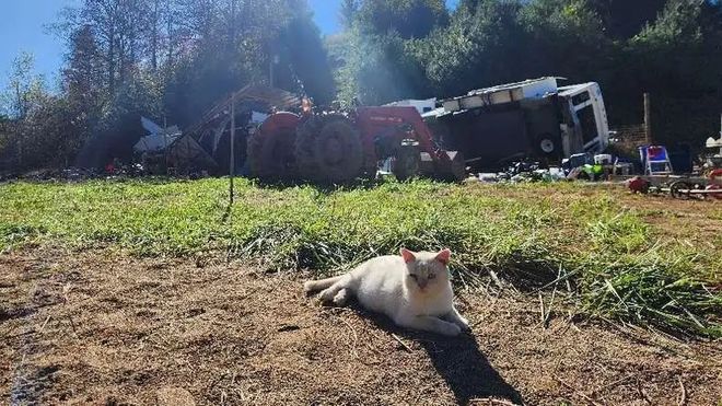 小猫被洪水卷走本以为死掉了家人都伤心之际没想到它回家了！(图2)