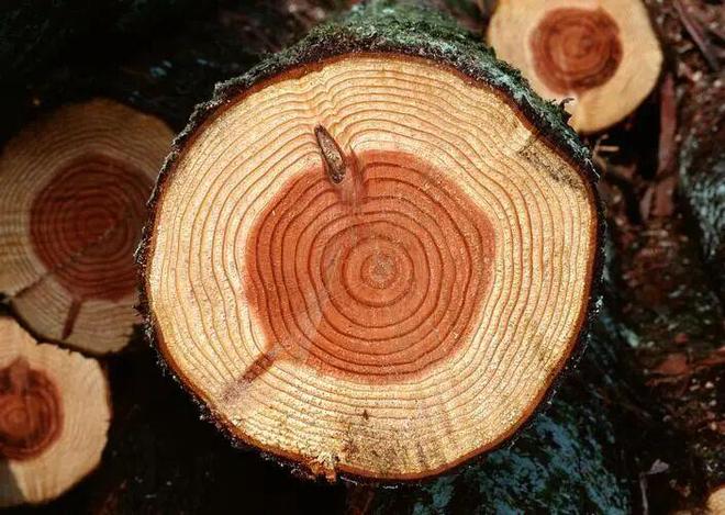 荒野求生篇一分钟Get孩子必备的野外生存技能！(图7)