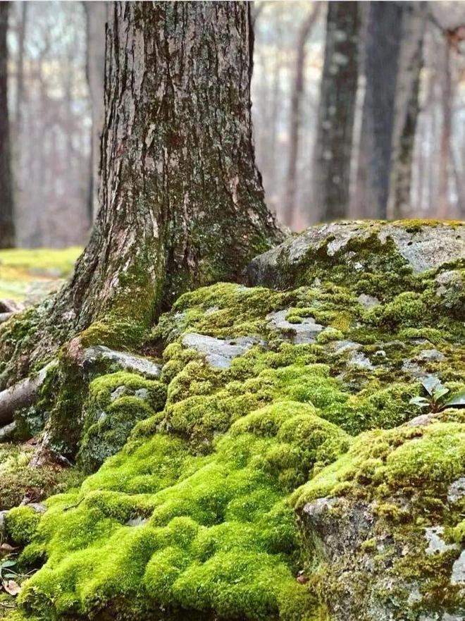 荒野求生篇一分钟Get孩子必备的野外生存技能！(图5)