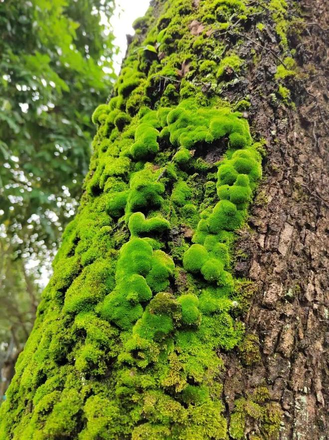 荒野求生篇一分钟Get孩子必备的野外生存技能！(图4)