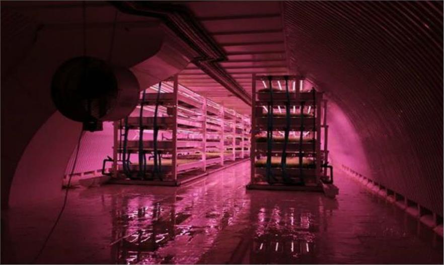 伦敦第二次世界大战的防空洞改造成世界最大的地下水培农场(图2)