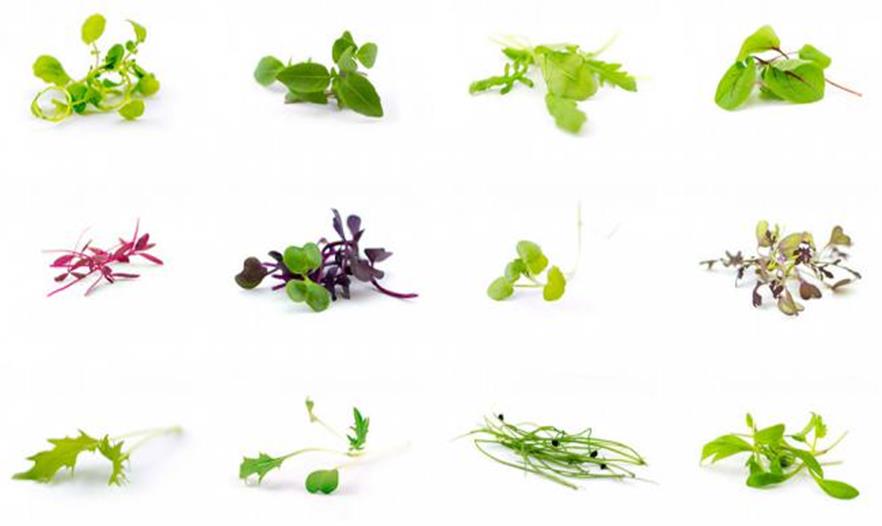 伦敦第二次世界大战的防空洞改造成世界最大的地下水培农场(图4)