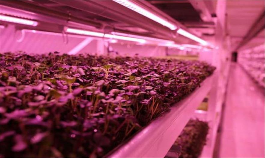 伦敦第二次世界大战的防空洞改造成世界最大的地下水培农场(图5)